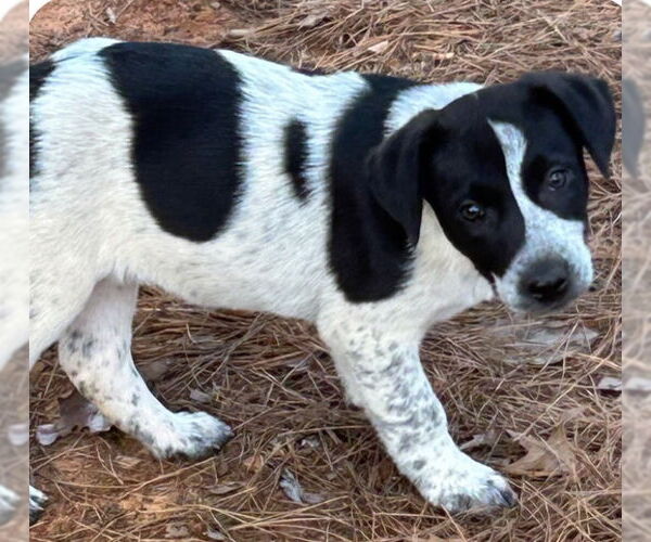 Medium Photo #1 Pointer-Unknown Mix Puppy For Sale in Rockaway, NJ, USA