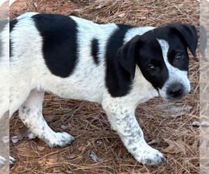 Pointer Mix Dog for Adoption in Rockaway, New Jersey USA