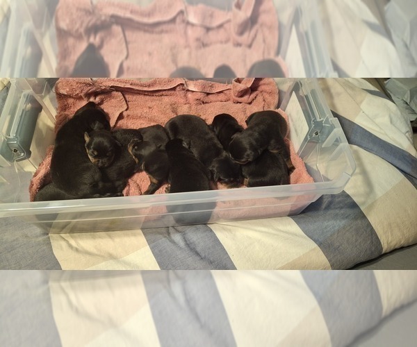 Medium Photo #3 Rottweiler Puppy For Sale in LAKELAND, FL, USA