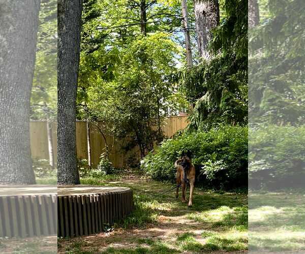 Medium Photo #4 Mutt Puppy For Sale in Stevens Point, WI, USA