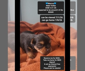 Yorkshire Terrier Puppy for sale in TUCSON, AZ, USA