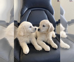 English Cream Golden Retriever Puppy for sale in BEAUMONT, CA, USA