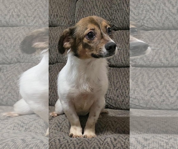 Medium Photo #2 Chiweenie Puppy For Sale in Minneapolis, MN, USA