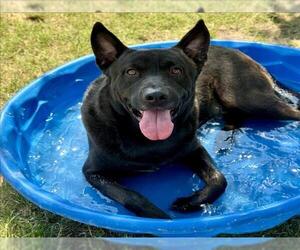 Labrador Retriever-Unknown Mix Dogs for adoption in Conroe, TX, USA