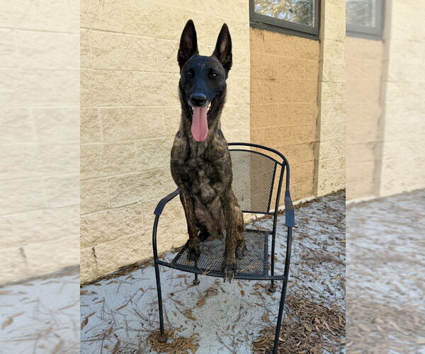 Medium Photo #4 - Mix Puppy For Sale in Imlay City, MI, USA