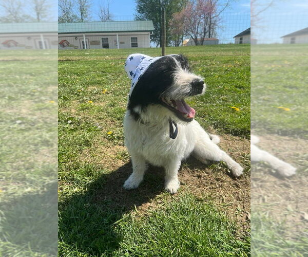 Medium Photo #3 Mutt Puppy For Sale in Osgood, IN, USA