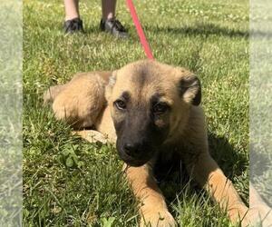 German Shepherd Dog-Great Pyrenees Mix Dogs for adoption in Yardley, PA, USA
