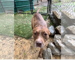 Small #1 Staffordshire Bull Terrier Mix