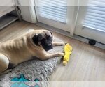 Small Photo #3 Mastiff Puppy For Sale in Germantown, OH, USA