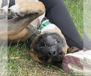 Montreal - Female Mutt Dog for Adoption - Photo #10