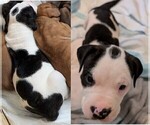 Puppy Nine American Bully-Dogo Argentino Mix