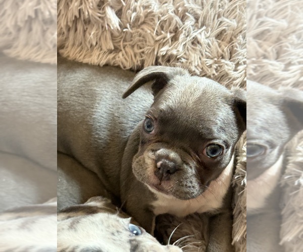 Medium Photo #15 French Bulldog Puppy For Sale in TUCSON, AZ, USA