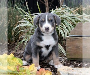 Greater Swiss Mountain Dog Puppy for sale in RONKS, PA, USA