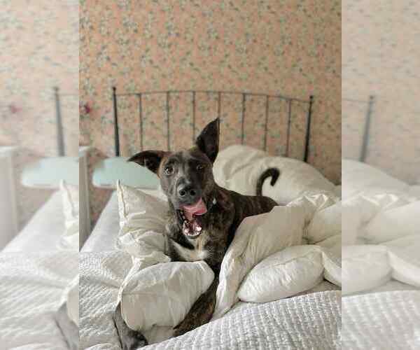 Medium Photo #1 - Mix Puppy For Sale in Imlay City, MI, USA