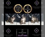 Small Photo #85 Poodle (Miniature) Puppy For Sale in WARSAW, IN, USA