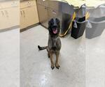 ZIVA - Female Mutt Dog for Adoption - Small photo