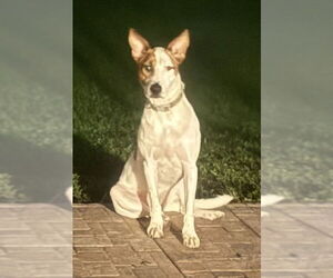 Gipsy - Female German Shepherd Dog-Unknown Mix Dog for Adoption - Photo #2