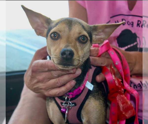 Medium Photo #3 Chihuahua-Unknown Mix Puppy For Sale in Cranston, RI, USA