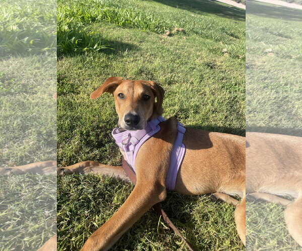 Medium Photo #3 Mutt Puppy For Sale in McKinney, TX, USA