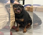 Small Photo #1 Rottweiler Puppy For Sale in WALLINGFORD, CT, USA