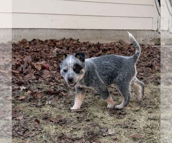 Medium Photo #5 Australian Cattle Dog Puppy For Sale in ROCKWALL, TX, USA