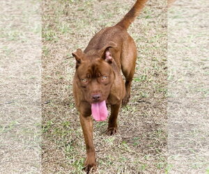 Coonhound-Labrador Retriever Mix Dogs for adoption in Houston, TX, USA