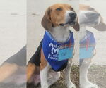 Small #2 Beagle