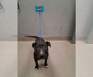 American Pit Bull Terrier-Unknown Mix Dogs for adoption in Las Vegas, NV, USA