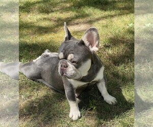 French Bulldog Dogs for adoption in POTTER VALLEY, CA, USA