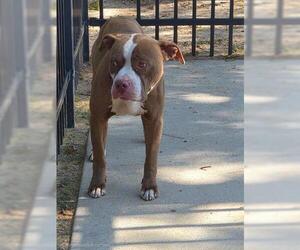 Staffordshire Bull Terrier Dogs for adoption in Houston, TX, USA