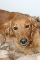 Mother of the Golden Labrador puppies born on 10/08/2018