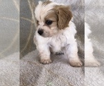 Small Photo #8 Cavachon Puppy For Sale in SILEX, MO, USA