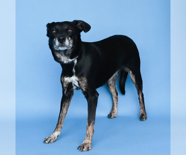 Medium Photo #2 Mutt Puppy For Sale in Pasadena, CA, USA