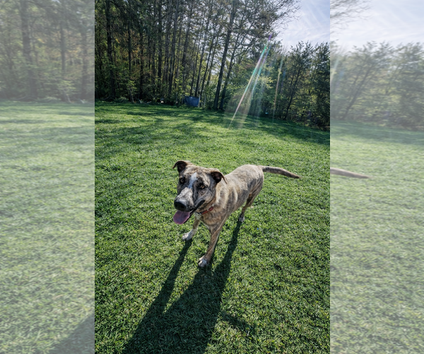 Medium Photo #3 Gerberian Shepsky Puppy For Sale in White Bluff, TN, USA