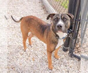 American Pit Bull Terrier Dogs for adoption in Waco, TX, USA