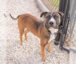 Small American Pit Bull Terrier