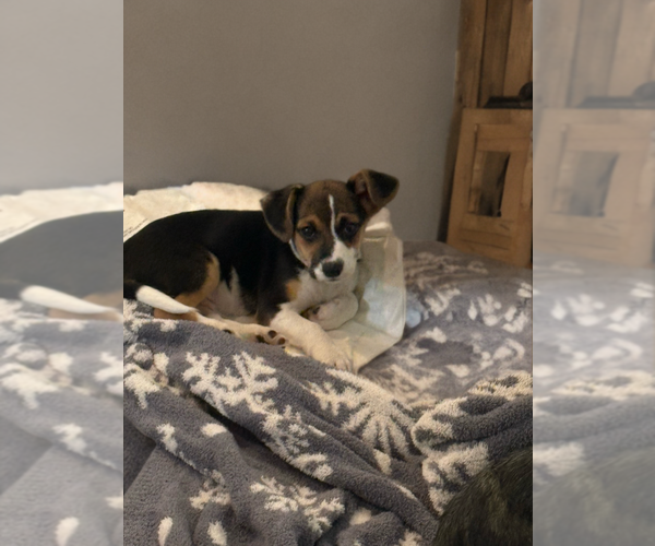 Medium Photo #2 Jack Russell Terrier-Unknown Mix Puppy For Sale in The Woodlands, TX, USA