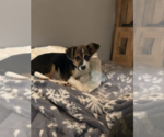 Small #1 Jack Russell Terrier Mix