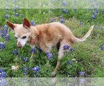 Small Photo #2 Chihuahua-Unknown Mix Puppy For Sale in Denton, TX, USA