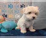 Small #3 Maltese