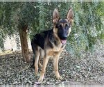 Small Photo #1 German Shepherd Dog Puppy For Sale in San Diego, CA, USA