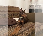 Small #7 Miniature Pinscher