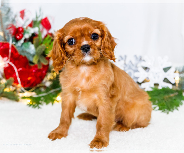 Medium Photo #59 Cavalier King Charles Spaniel Puppy For Sale in WAKARUSA, IN, USA
