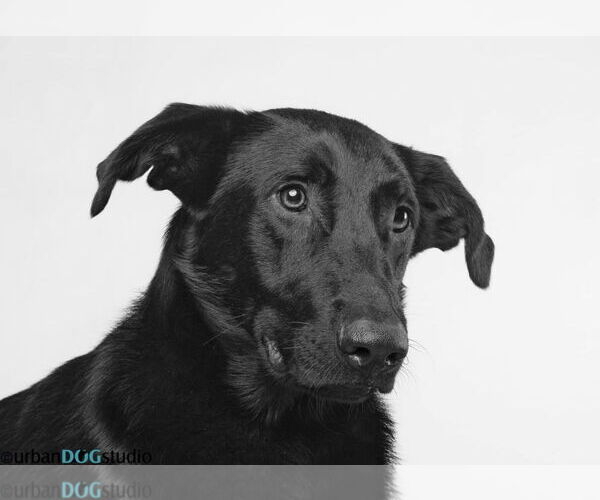 Medium Photo #4 Labrador Retriever-Unknown Mix Puppy For Sale in Tampa, FL, USA