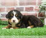 Small #2 Bernese Mountain Dog