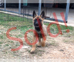 Small Photo #1 Belgian Malinois Puppy For Sale in POTEET, TX, USA