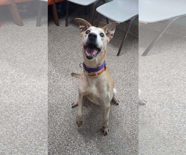 Medium Photo #3 Carolina Dog-Unknown Mix Puppy For Sale in Martinsburg, WV, USA