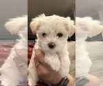 Small Photo #1 Morkie Puppy For Sale in HOUSTON, TX, USA