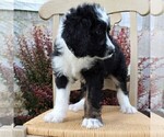Small Photo #4 Bernedoodle Puppy For Sale in MERCERSBURG, PA, USA