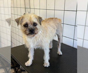 Mutt Dogs for adoption in Downey, CA, USA